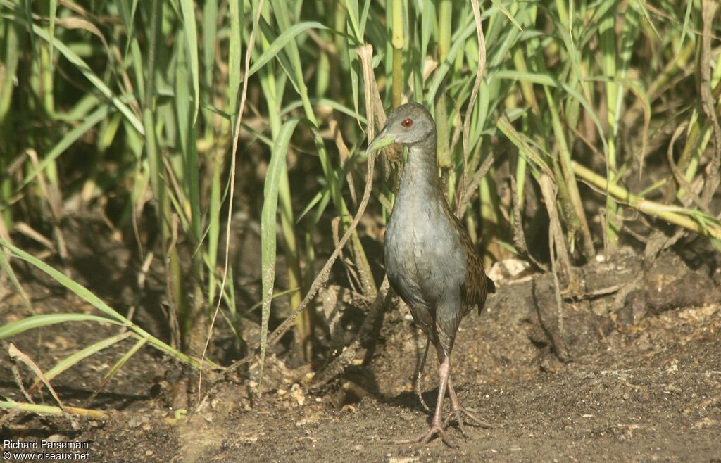 Ash-throated Crake