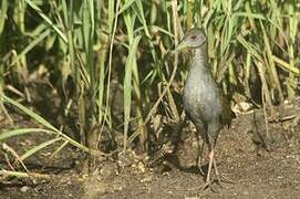 Ash-throated Crake