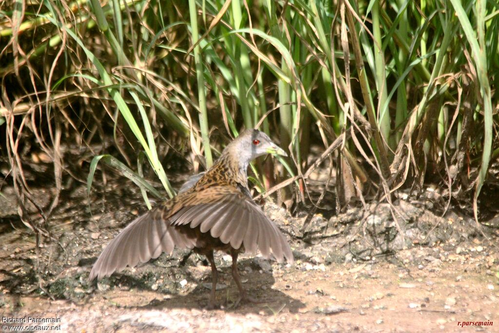 Ash-throated Crake