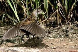 Ash-throated Crake