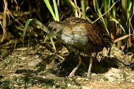 Ash-throated Crake