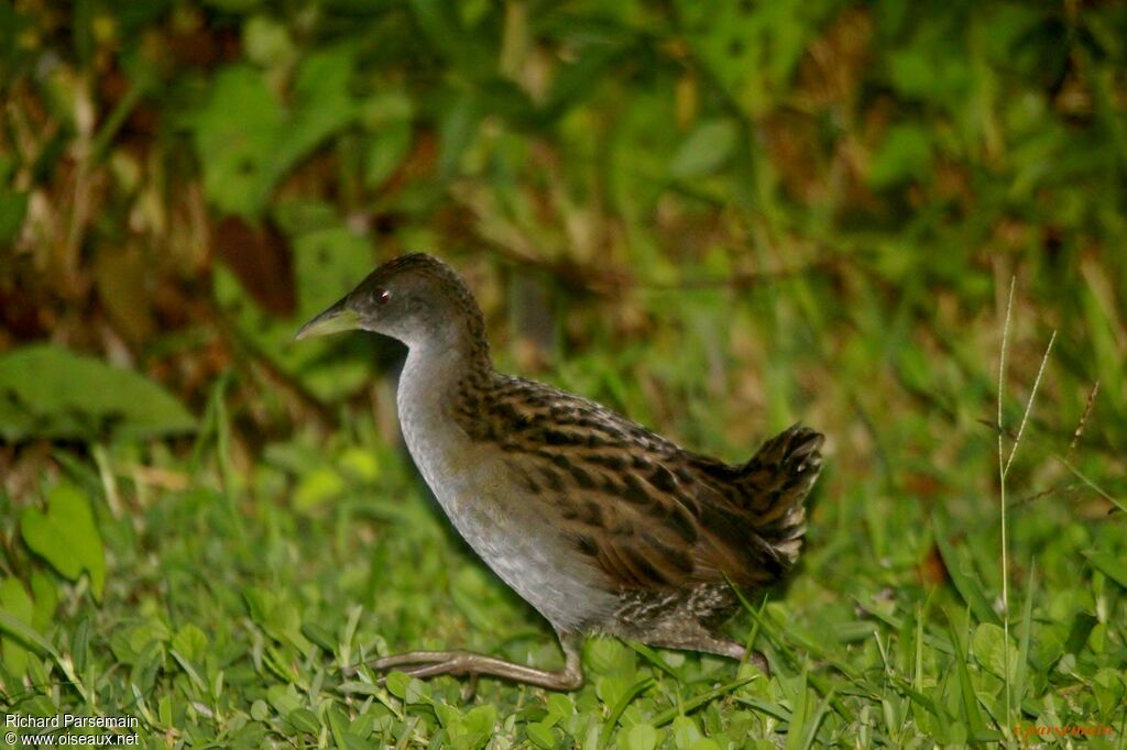 Ash-throated Crakeadult