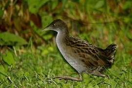 Ash-throated Crake