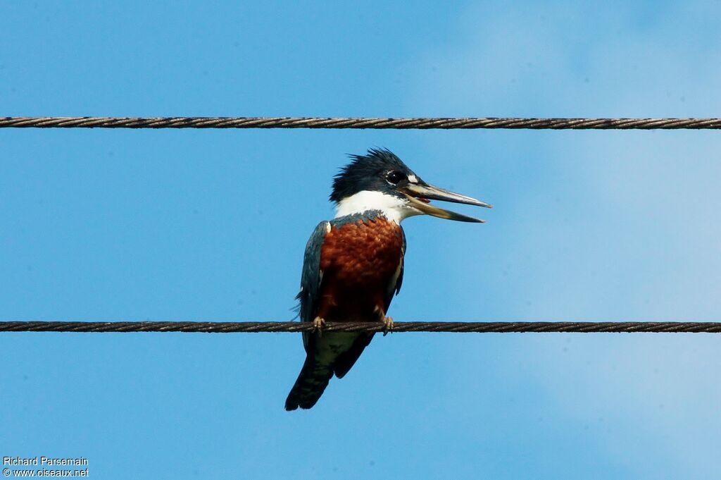 Ringed Kingfisher