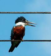 Ringed Kingfisher