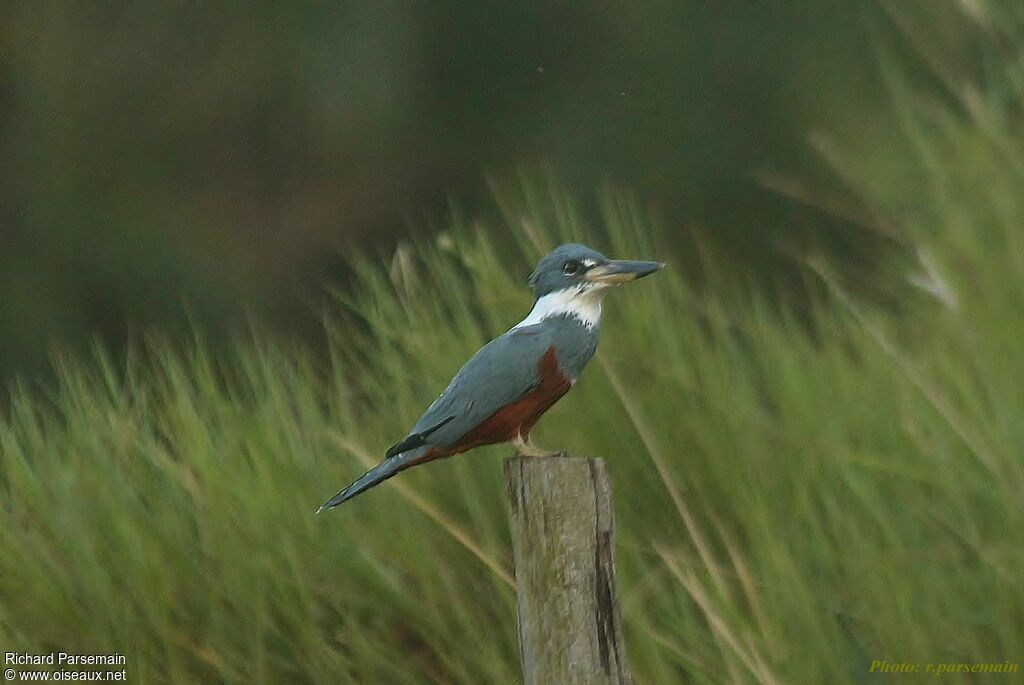 Ringed Kingfisheradult