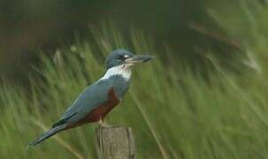 Ringed Kingfisher