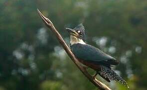 Ringed Kingfisher