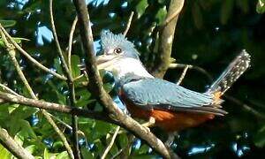 Ringed Kingfisher