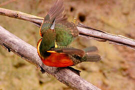 Green-and-rufous Kingfisher