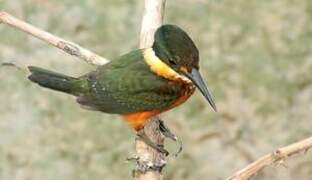 Green-and-rufous Kingfisher