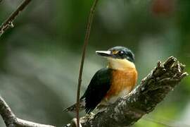 American Pygmy Kingfisher