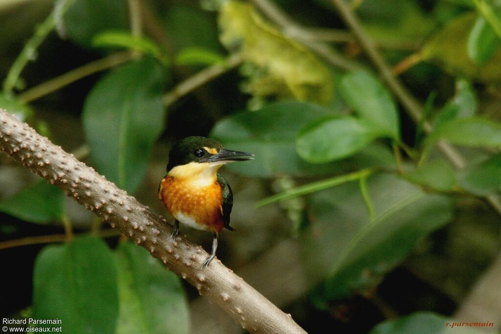 American Pygmy Kingfisher male adult