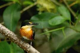 American Pygmy Kingfisher