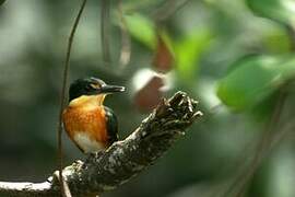 American Pygmy Kingfisher