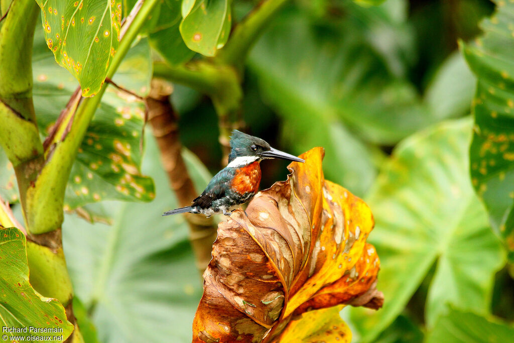 Green Kingfisheradult