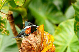 Green Kingfisher