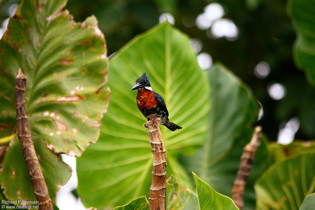 Green Kingfisheradult