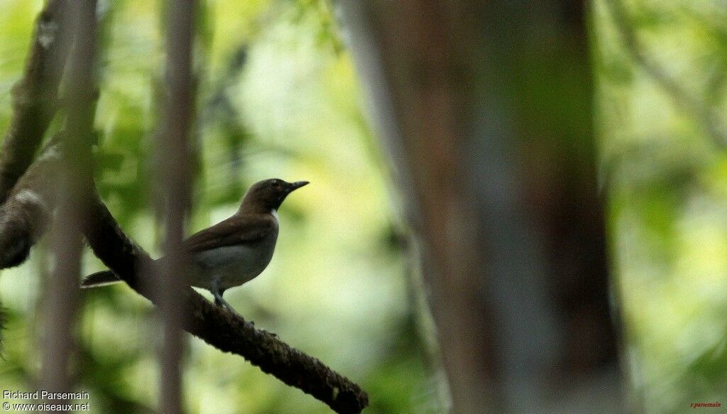 White-necked Thrushadult, habitat