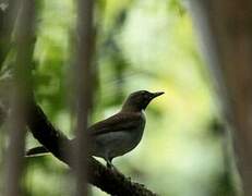 White-necked Thrush