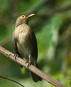 Spectacled Thrush