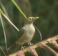 Spectacled Thrush