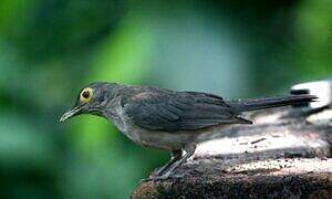 Spectacled Thrush