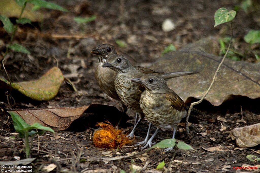 Pale-breasted Thrush immature