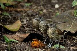 Pale-breasted Thrush