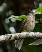 Pale-breasted Thrush