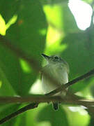 Short-tailed Pygmy Tyrant