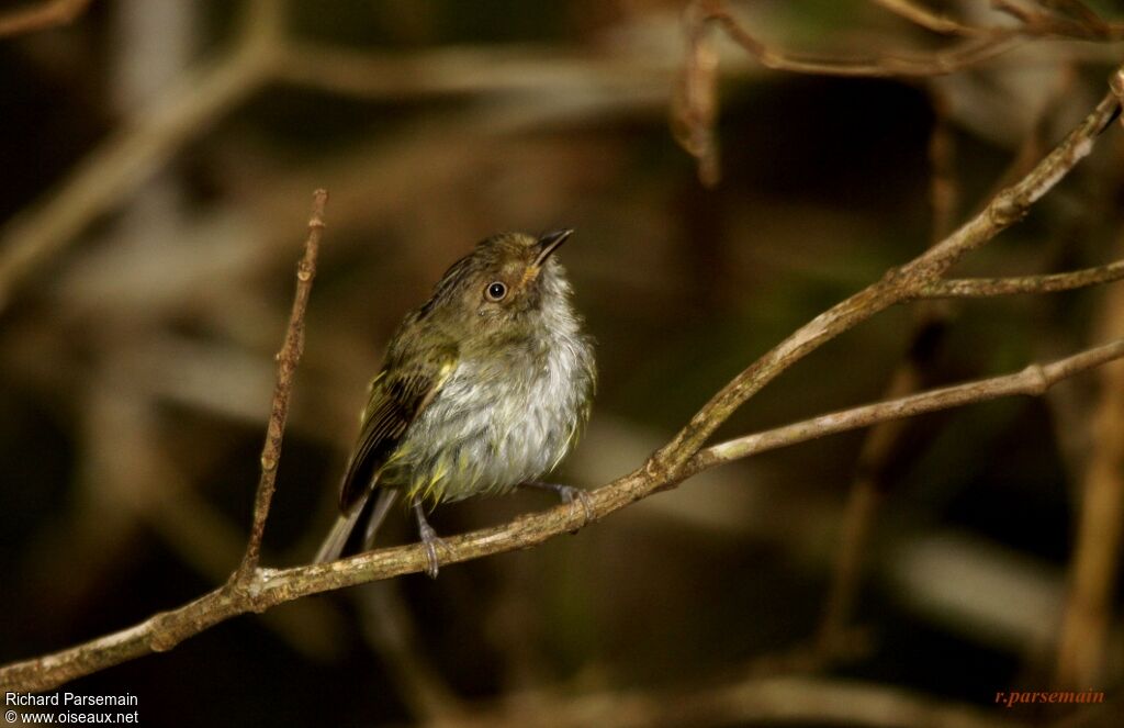 Helmeted Pygmy Tyrantadult