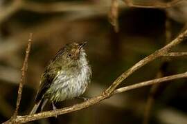 Helmeted Pygmy Tyrant