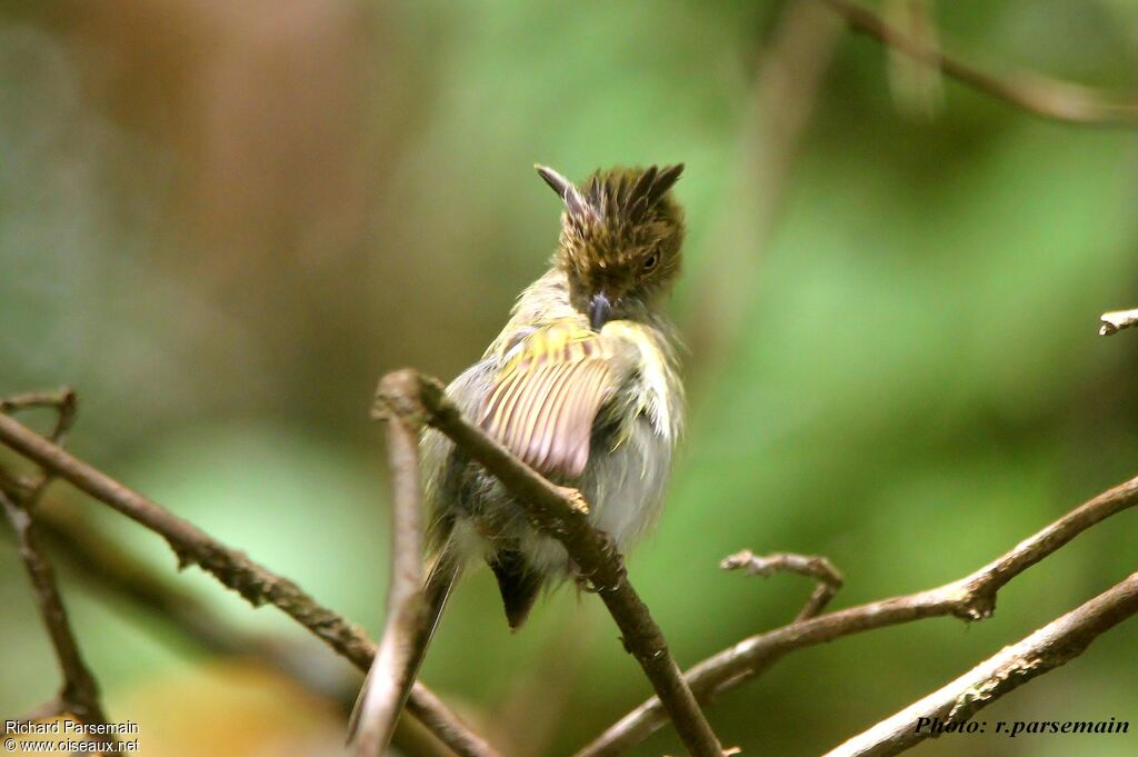 Helmeted Pygmy Tyrantadult