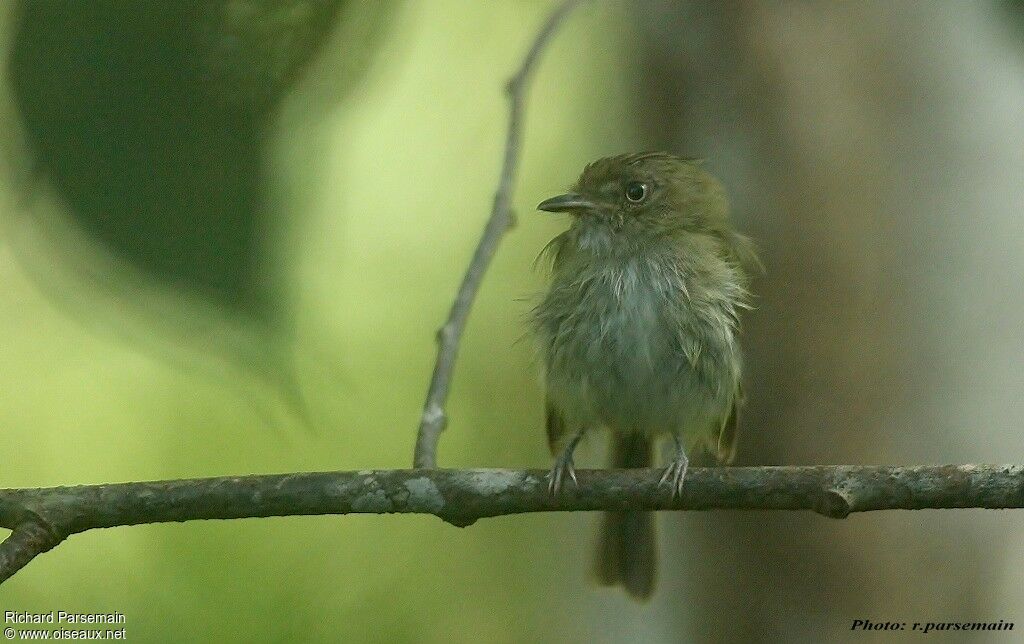 Helmeted Pygmy Tyrantadult