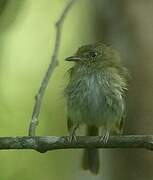 Helmeted Pygmy Tyrant