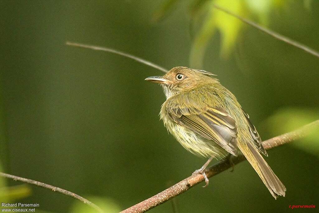 Helmeted Pygmy Tyrantadult