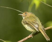 Helmeted Pygmy Tyrant