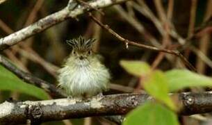 Helmeted Pygmy Tyrant