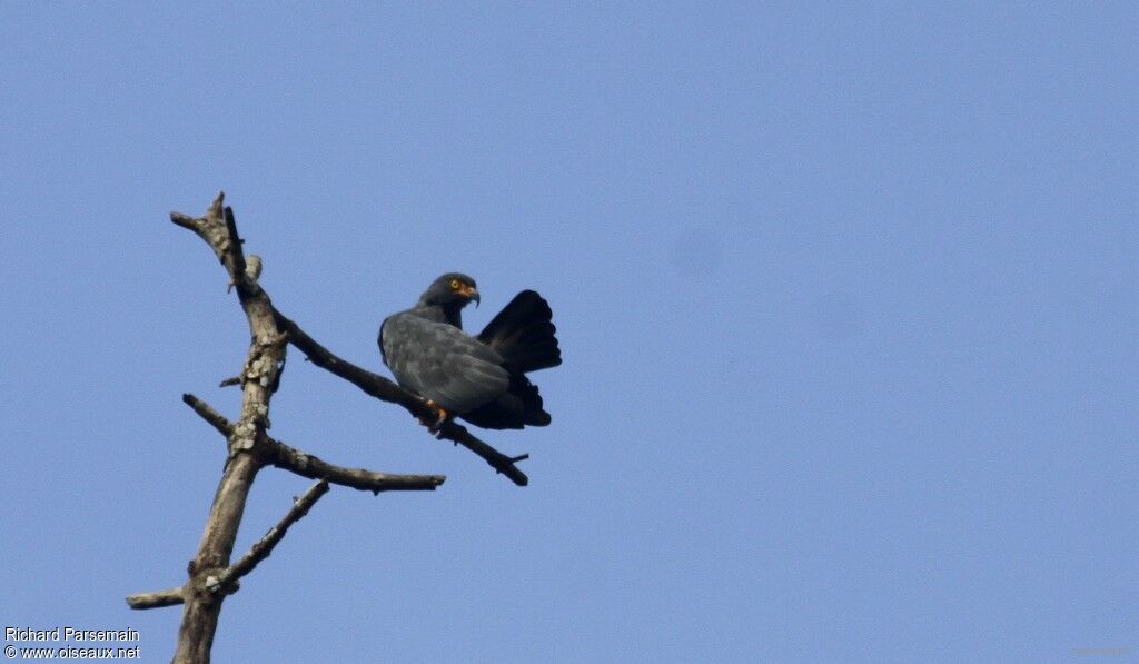 Slender-billed Kiteadult