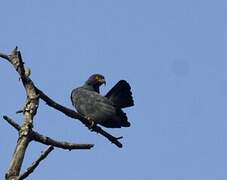 Slender-billed Kite