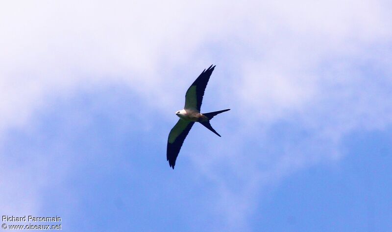 Swallow-tailed Kiteadult