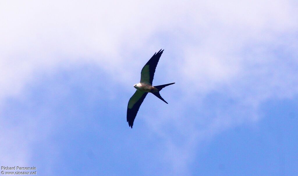 Swallow-tailed Kiteadult