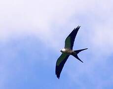 Swallow-tailed Kite