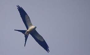 Swallow-tailed Kite