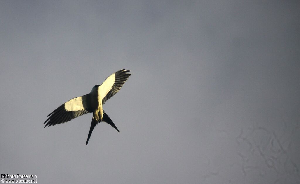 Swallow-tailed Kiteadult, Flight