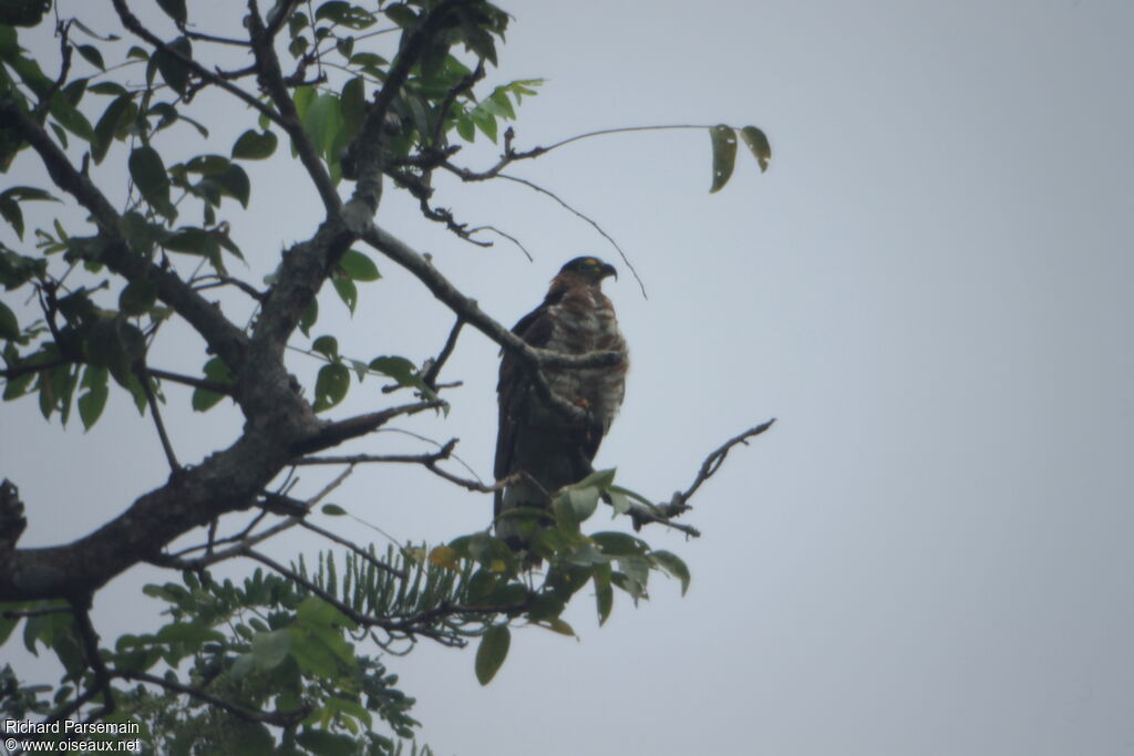 Hook-billed Kite