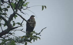 Hook-billed Kite