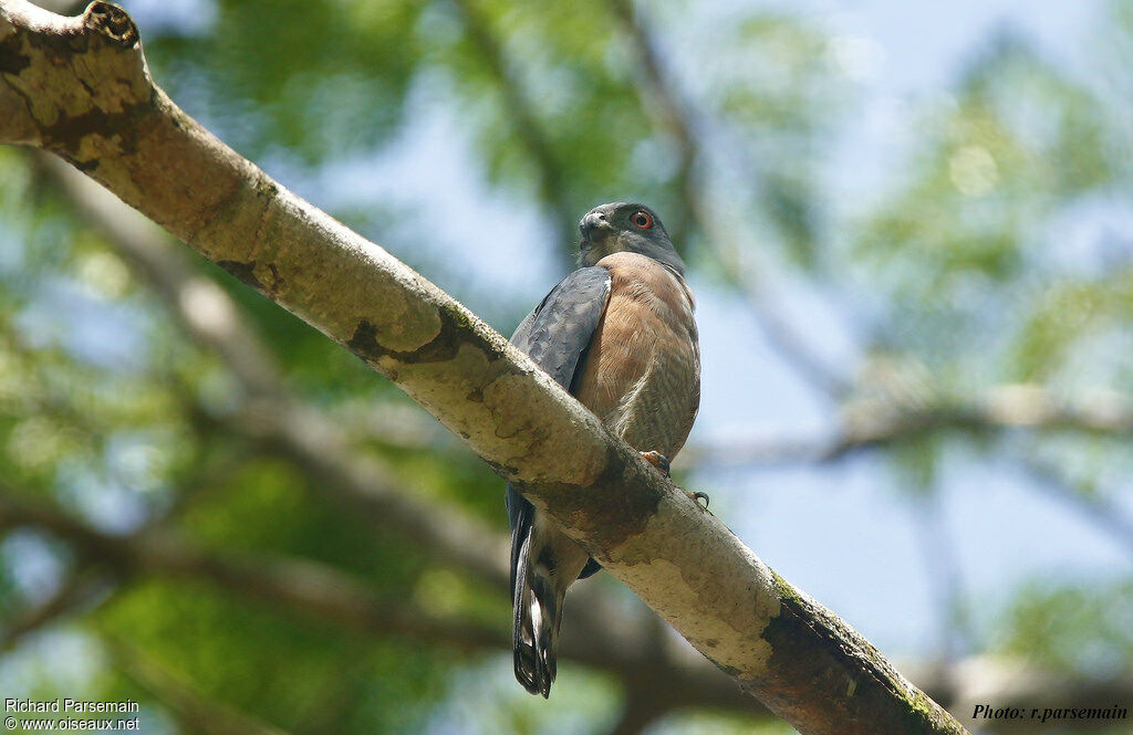 Double-toothed Kiteadult