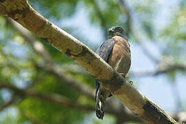 Double-toothed Kite